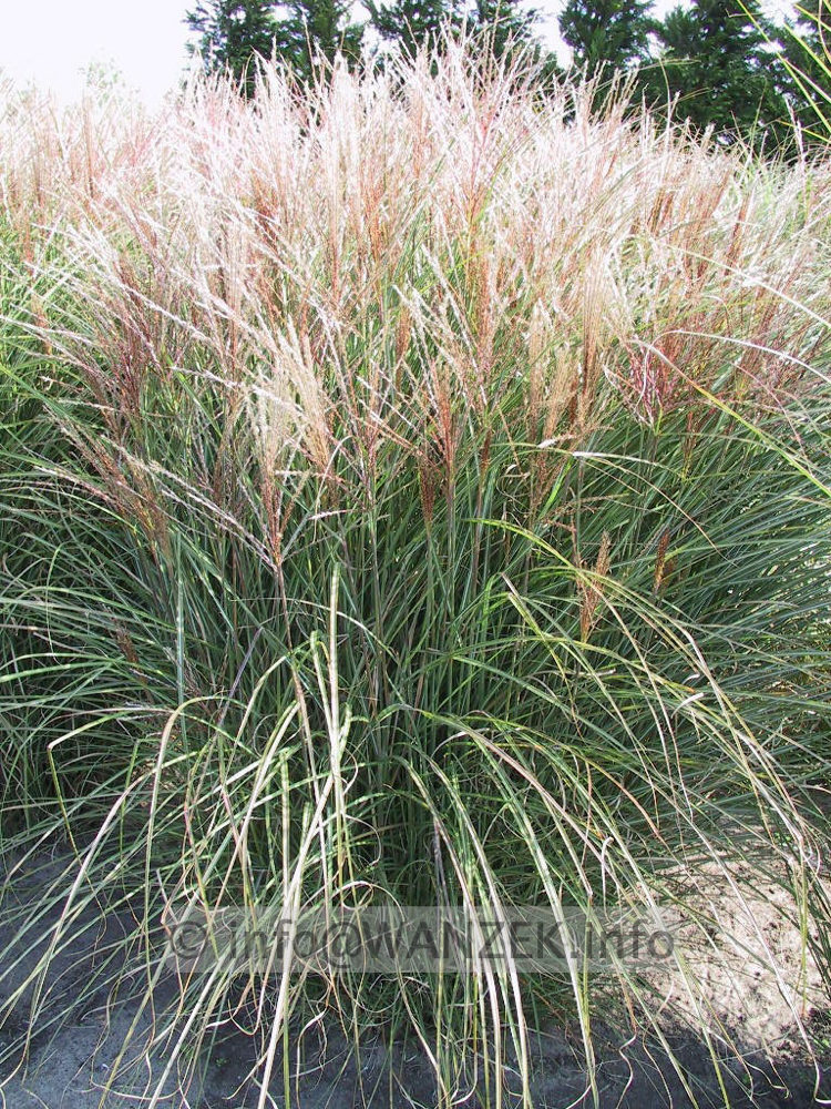 Miscanthus sinensis Kleine Silberspinne 02.jpg